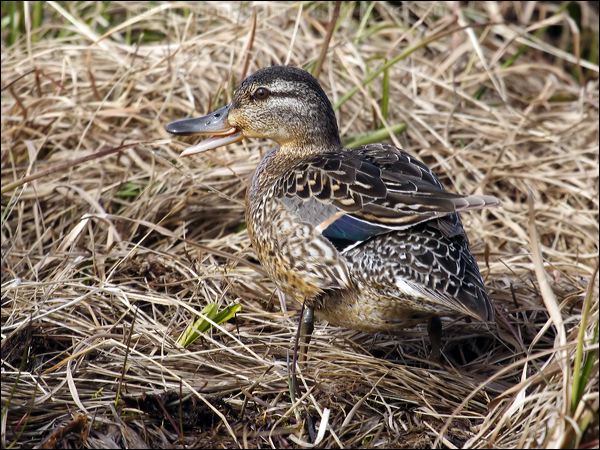Green-winged Teal green_winged_teal_65995.jpg