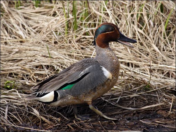 Green-winged Teal green_winged_teal_66009.jpg