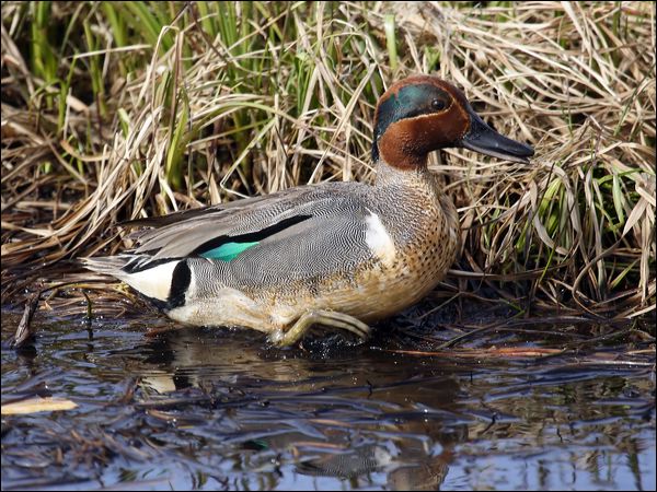 Green-winged Teal green_winged_teal_66020.jpg