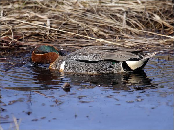Green-winged Teal green_winged_teal_c66002.jpg