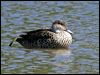 grey_teal_00166