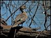 grey_teal_155304