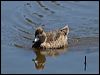 grey_teal_155328