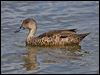grey_teal_164701