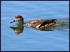 grey_teal_33724