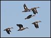 grey_teal_33732