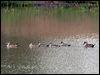 grey_teal_64109