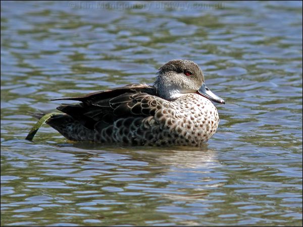 Grey Teal grey_teal_00166.psd