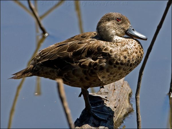 Grey Teal grey_teal_155219.psd