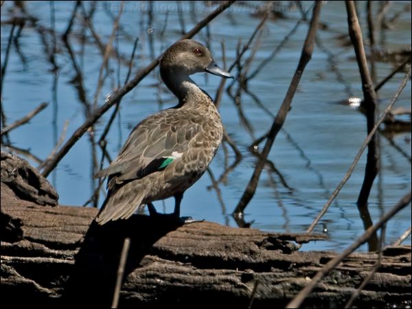 Grey Teal grey_teal_155304.psd