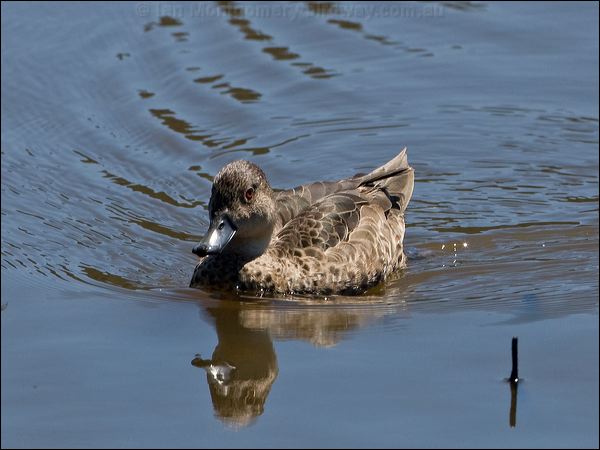 Grey Teal grey_teal_155328.psd