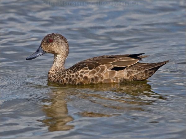 Grey Teal grey_teal_164701.psd