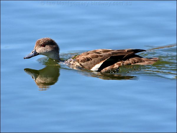 Grey Teal grey_teal_33724.psd