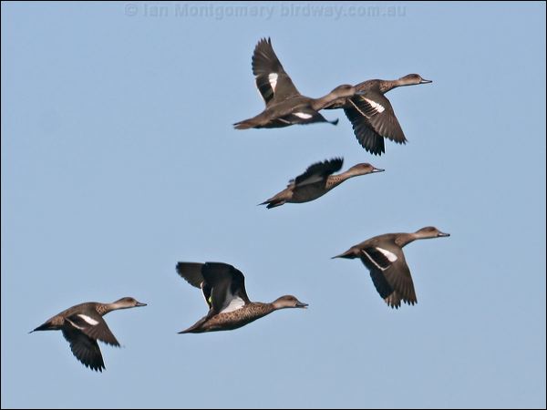 Grey Teal grey_teal_33732.psd