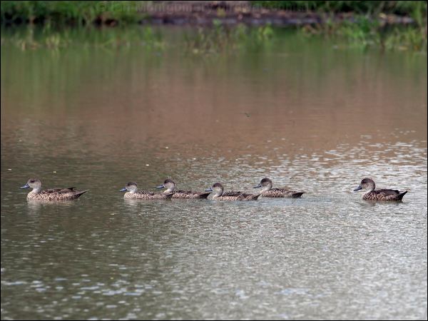 Grey Teal grey_teal_64109.psd