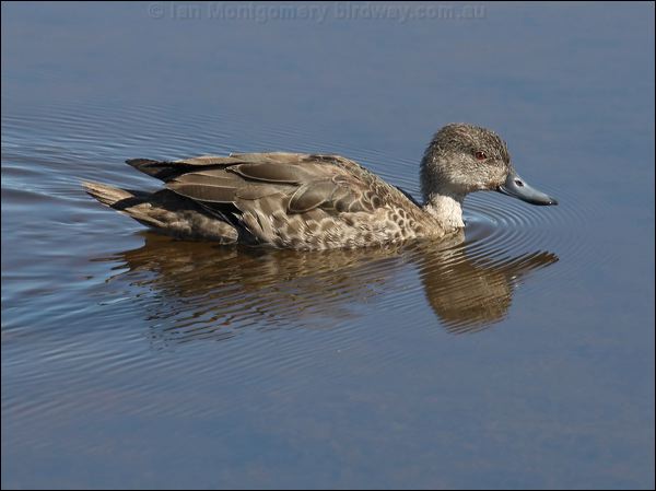 Grey Teal grey_teal_81255.psd