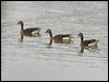 greylag_goose_54686