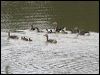 greylag_goose_54692