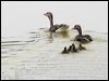 greylag_goose_54695
