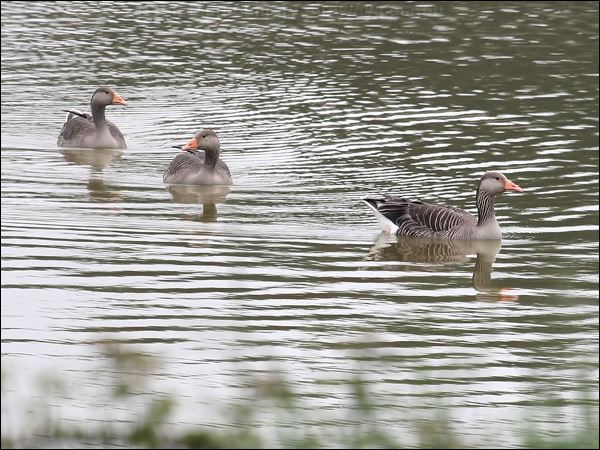 Greylag Goose greylag_goose_54684.jpg