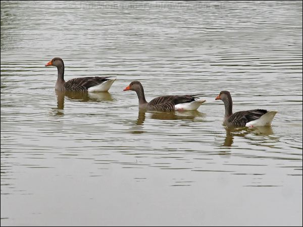 Greylag Goose greylag_goose_54686.psd