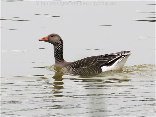 Greylag Goose greylag_goose_54690.jpg