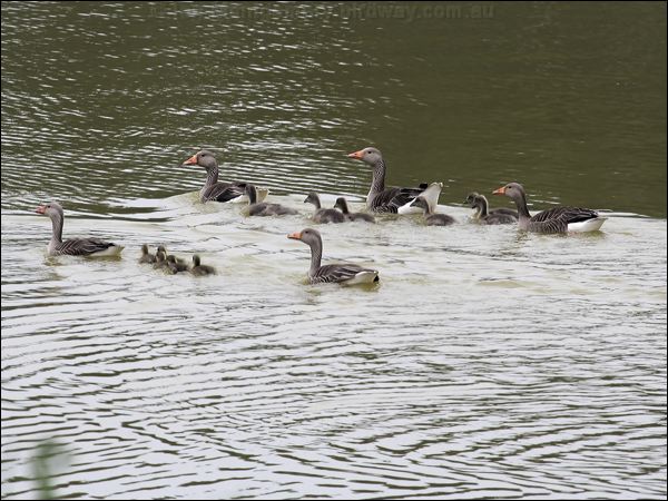 Greylag Goose greylag_goose_54692.jpg