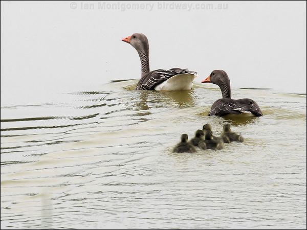 Greylag Goose greylag_goose_54695.jpg