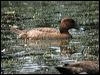 hardhead_10856