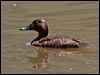 hardhead_155306