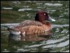 hardhead_156253