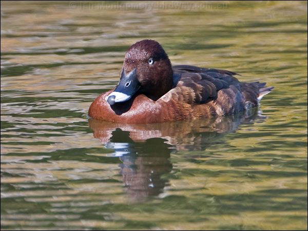 Hardhead hardhead_154908.psd