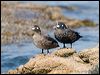 Click here to enter gallery and see photos of Harlequin Duck