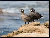 harlequin_duck_107788