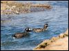 harlequin_duck_107796
