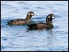 harlequin_duck_107798