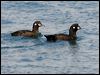 harlequin_duck_107800