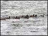 harlequin_duck_68758