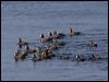 harlequin_duck_69445