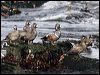 harlequin_duck_69460