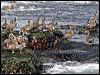 harlequin_duck_69462