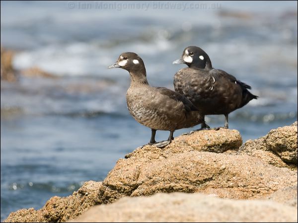 Harlequin Duck harlequin_duck_107788.psd