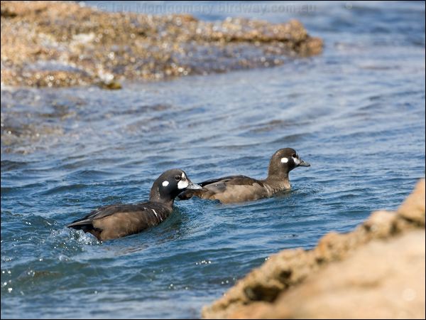 Harlequin Duck harlequin_duck_107796.psd