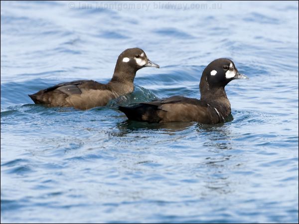 Harlequin Duck harlequin_duck_107798.psd
