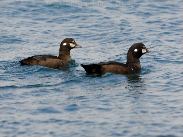 Harlequin Duck harlequin_duck_107800.psd
