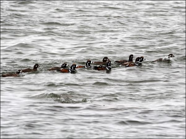 Harlequin Duck harlequin_duck_68758.jpg