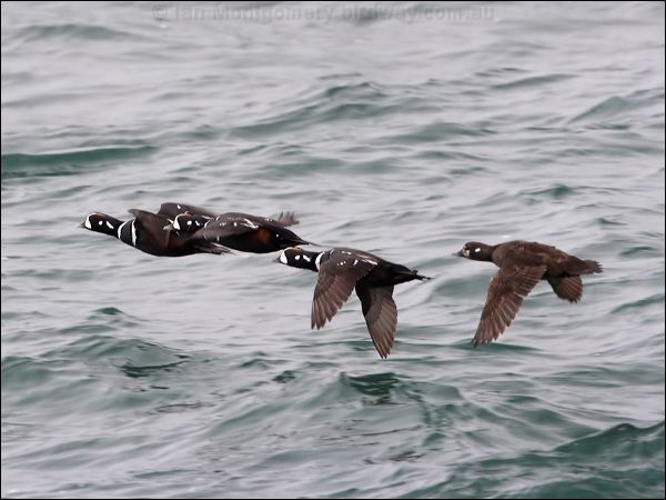 Harlequin Duck harlequin_duck_69130.jpg