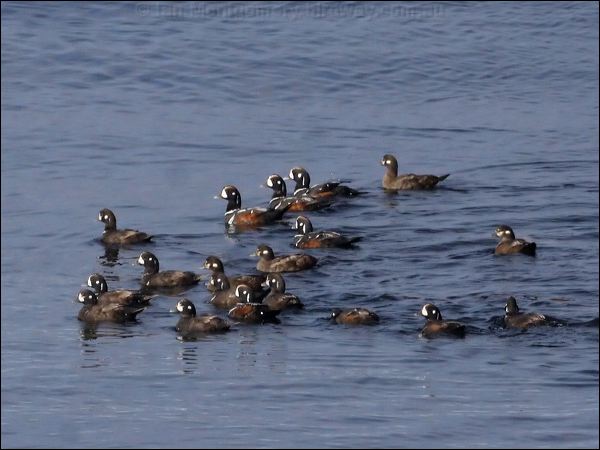 Harlequin Duck harlequin_duck_69445.jpg
