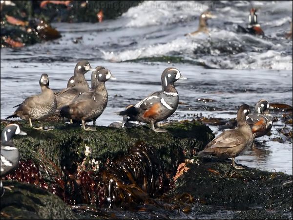 Harlequin Duck harlequin_duck_69460.jpg