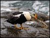 king_eider_69117